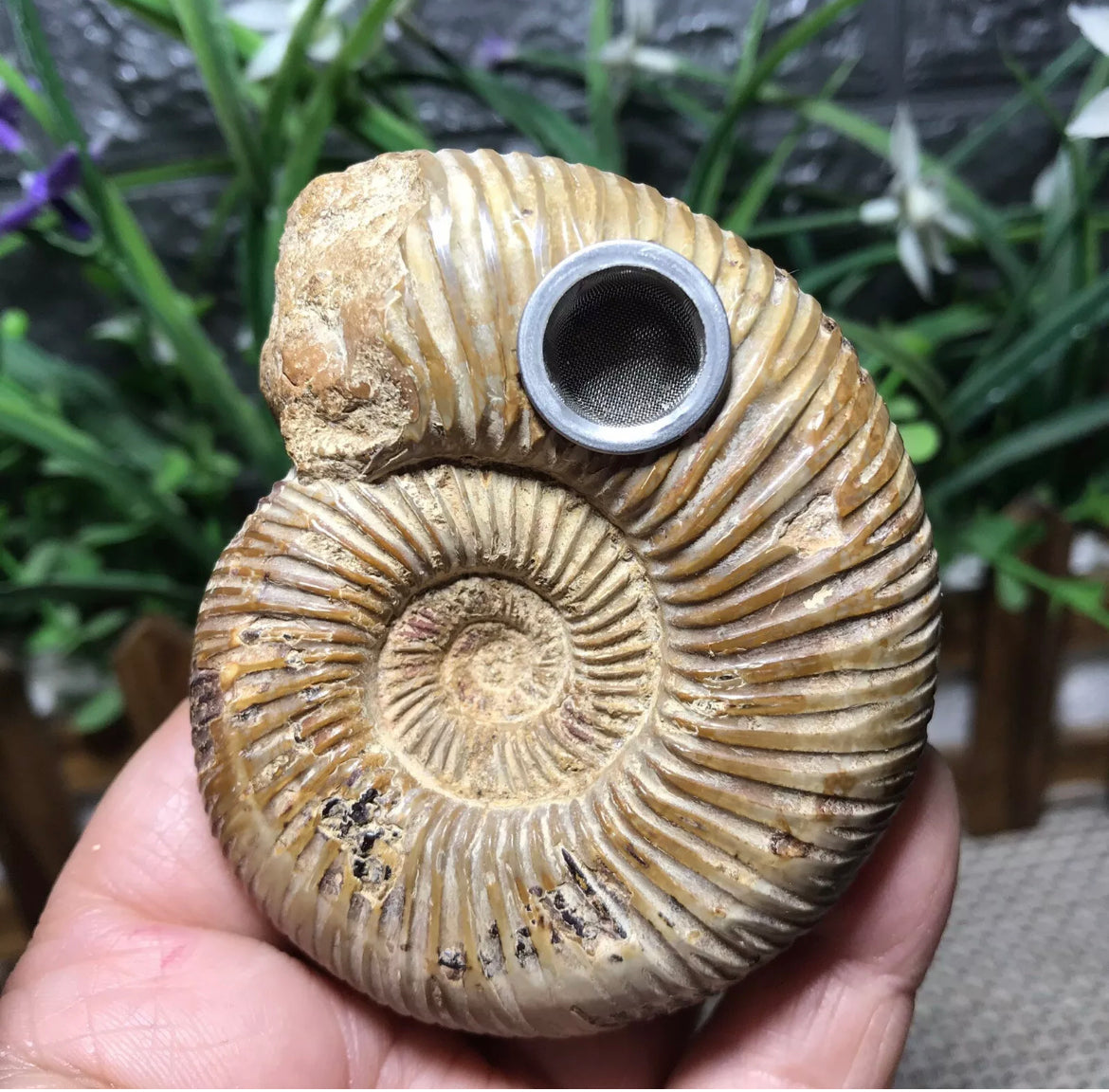 Natural Conch Shell Smoking Pipe