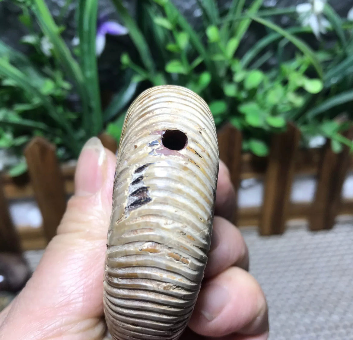 Natural Conch Shell Smoking Pipe