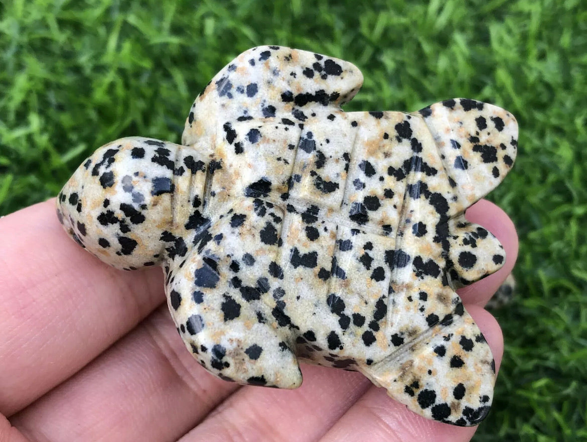 Natural Dalmatian Jasper Turtle