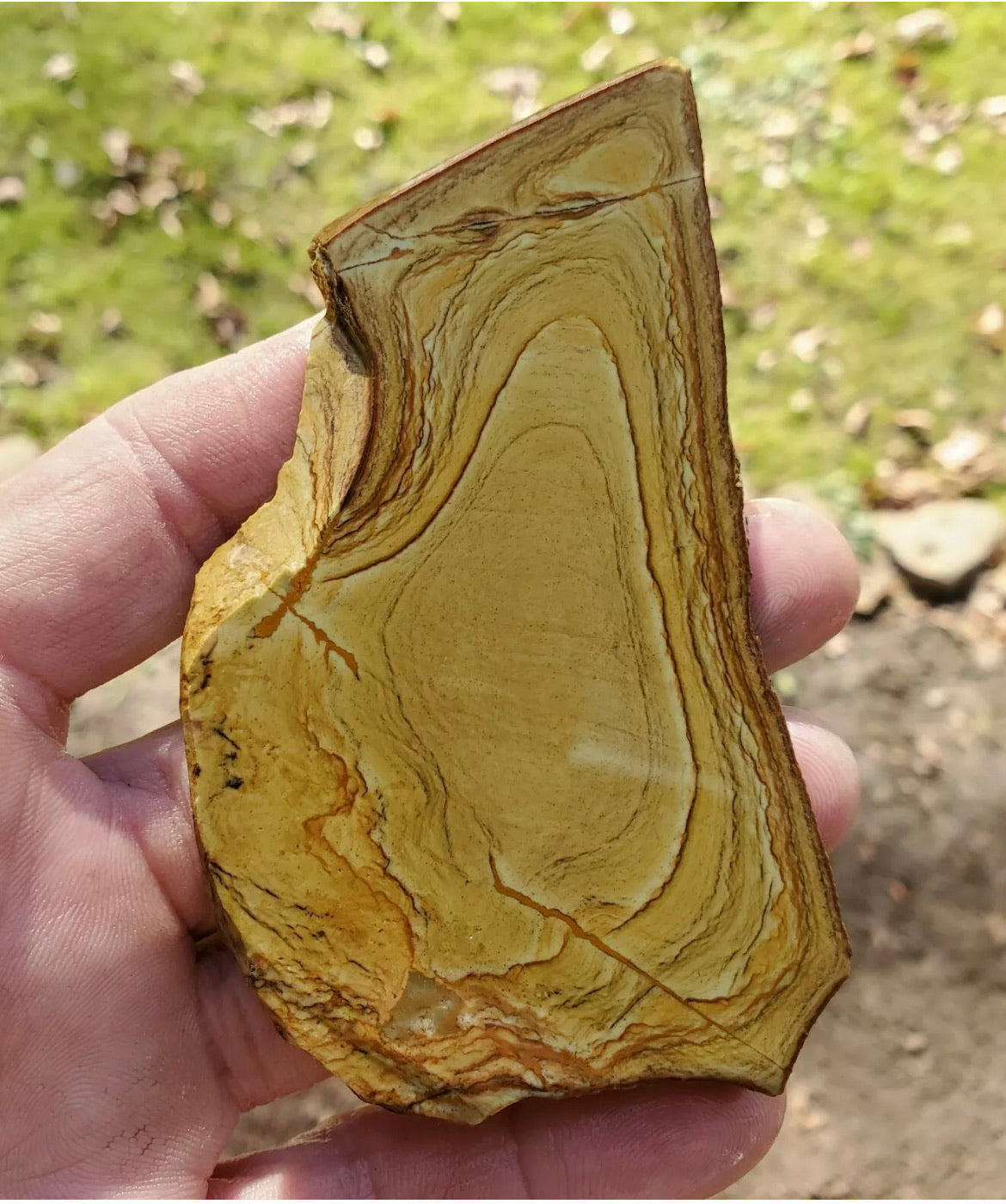 Natural Craig Gulch Yellow Picture Jasper