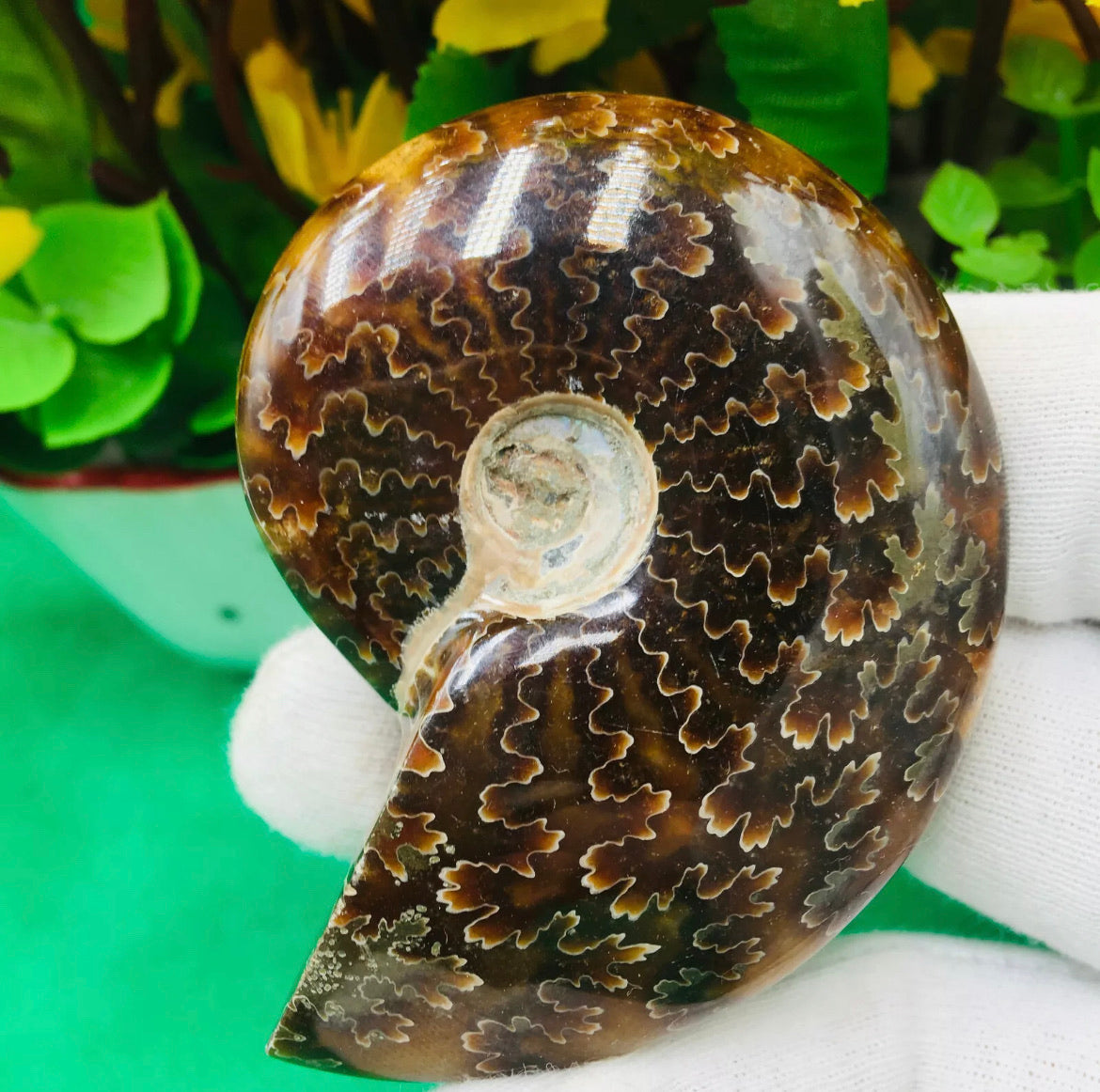 Natural Chrysanthemum Conch, Ancient Fossil Specimens, Madagascar ,75G