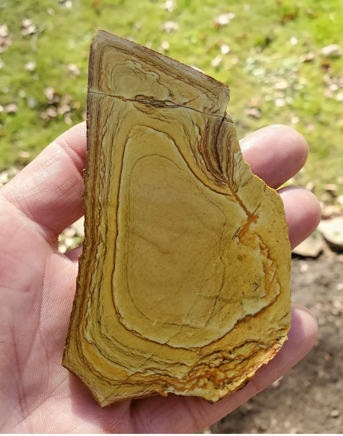 Natural Craig Gulch Yellow Picture Jasper