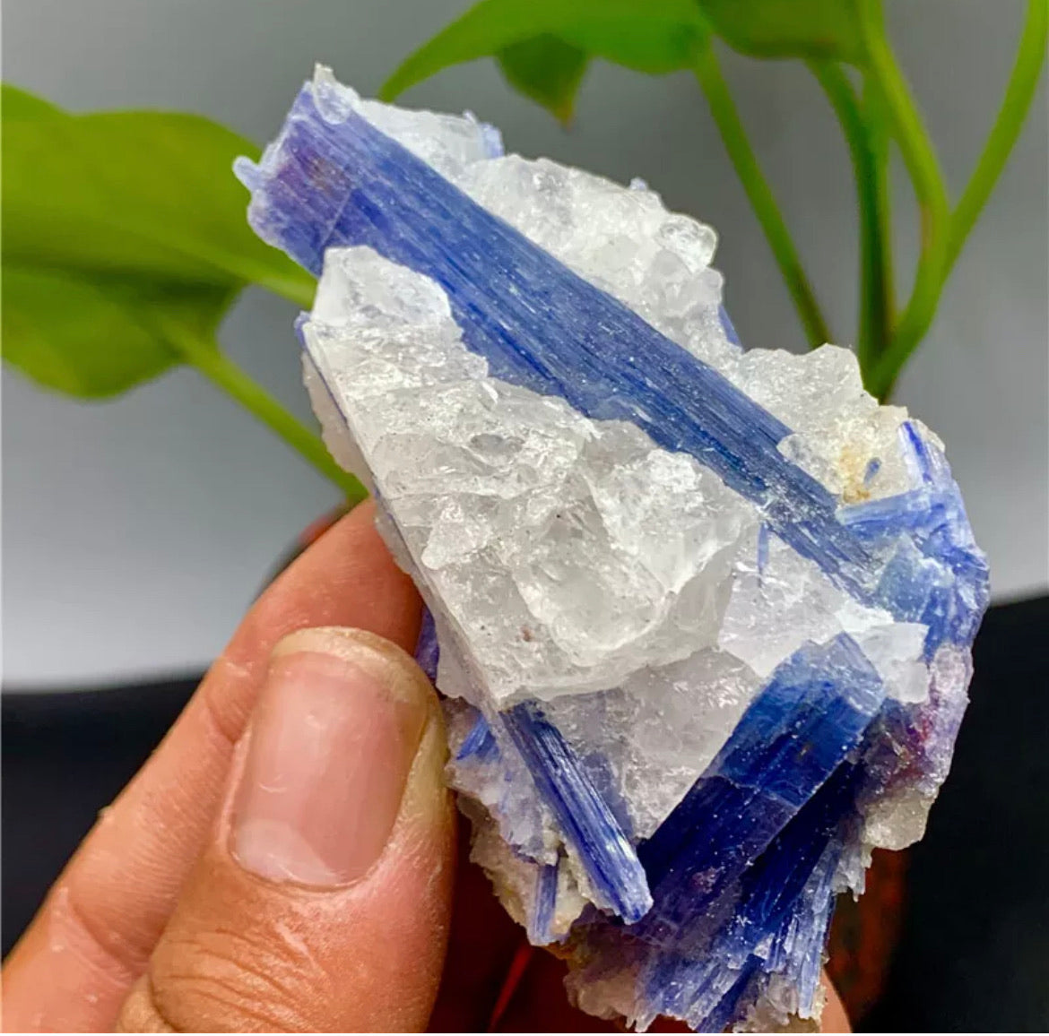 Rough Kyanite in Quartz Mineral Specimen