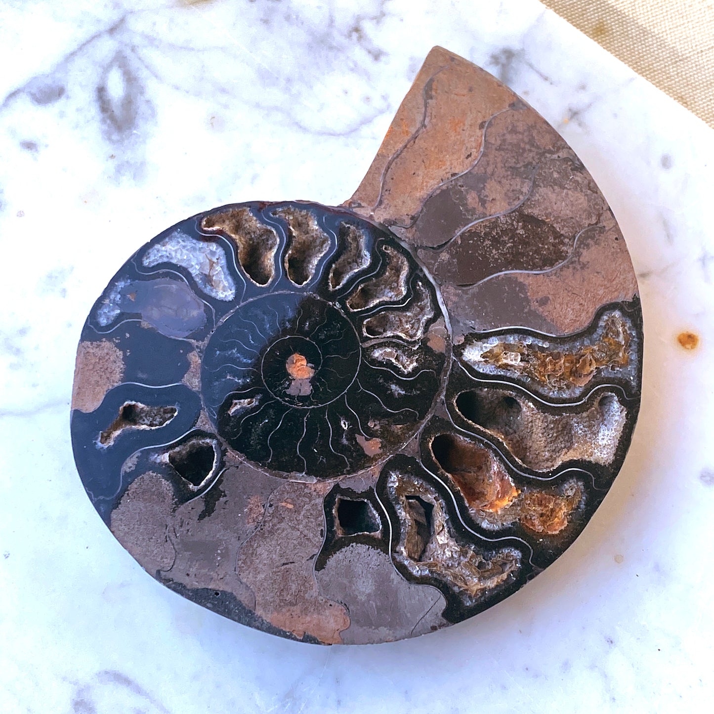 Natural Black Ammonite Fossil shell