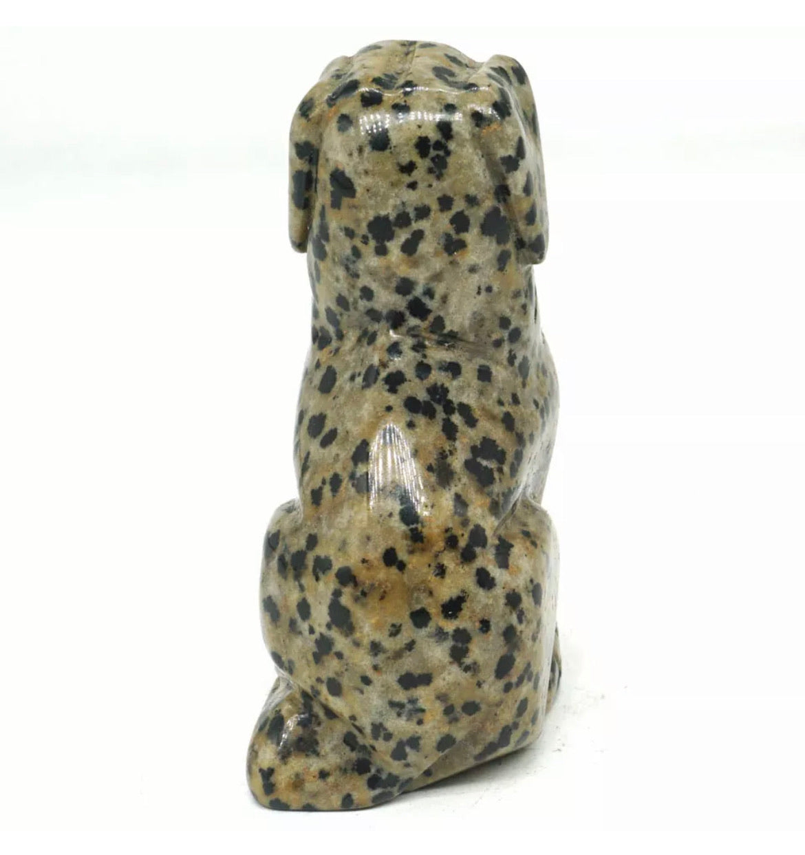 Dalmatian Jasper Dog