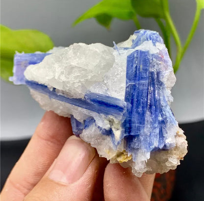 Rough Kyanite in Quartz Mineral Specimen