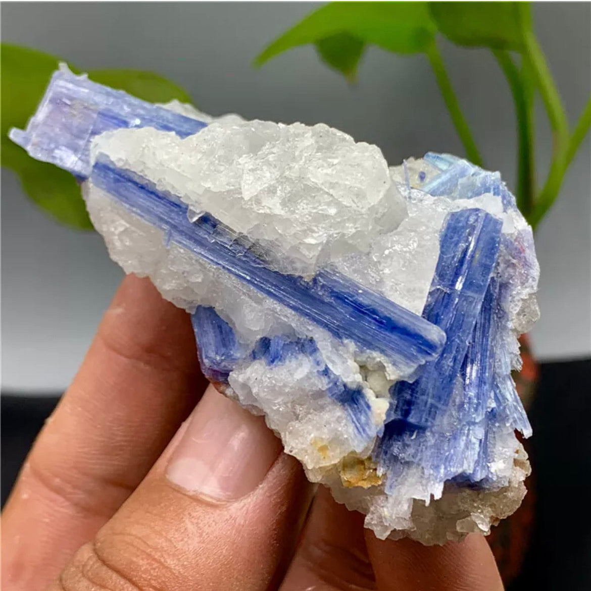 Rough Kyanite in Quartz Mineral Specimen