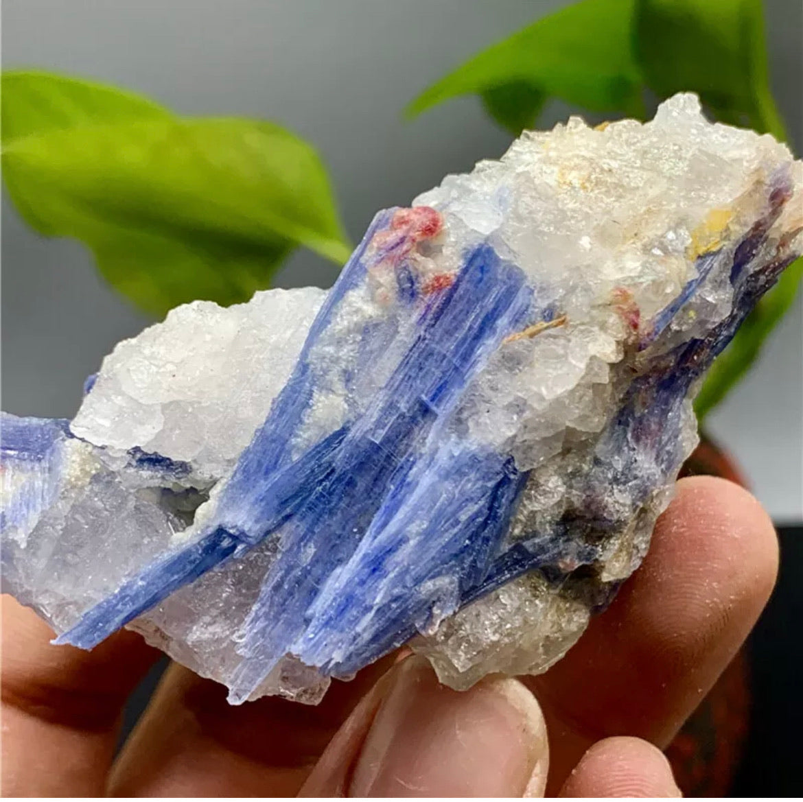 Rough Kyanite in Quartz Mineral Specimen