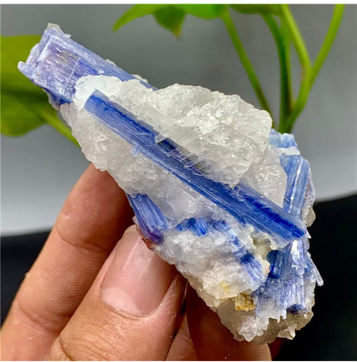 Rough Kyanite in Quartz Mineral Specimen