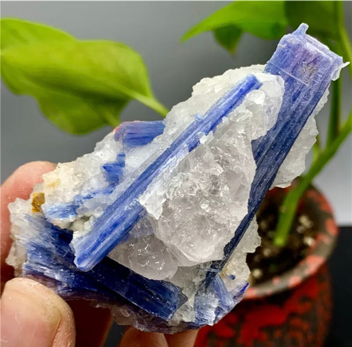 Rough Kyanite in Quartz Mineral Specimen