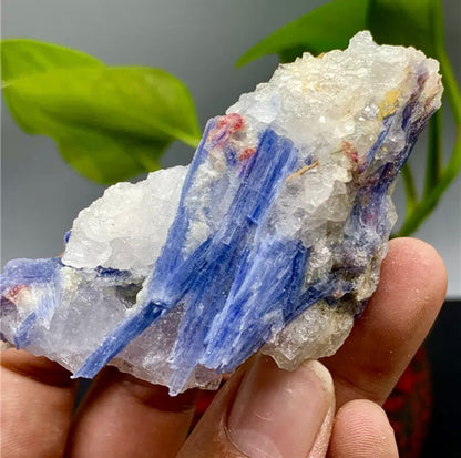 Rough Kyanite in Quartz Mineral Specimen