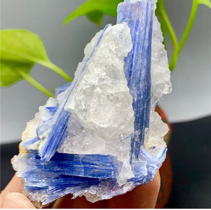 Rough Kyanite in Quartz Mineral Specimen