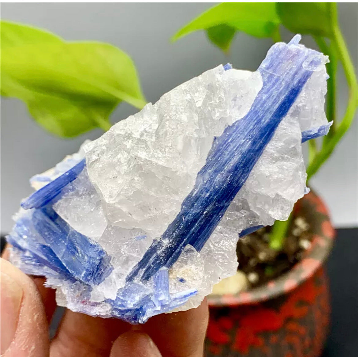 Rough Kyanite in Quartz Mineral Specimen