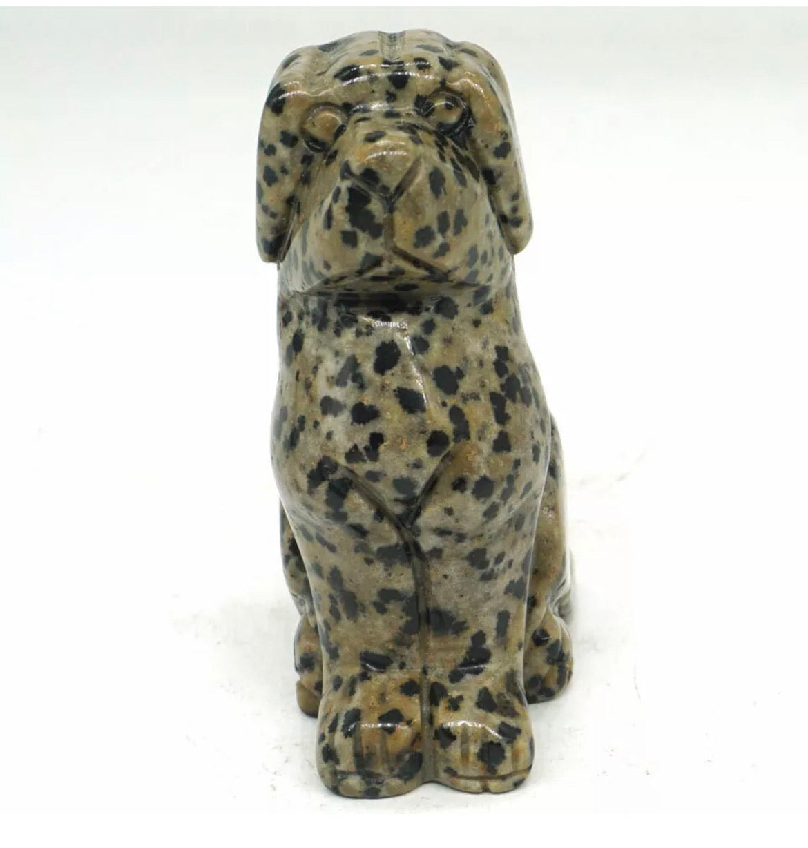 Dalmatian Jasper Dog