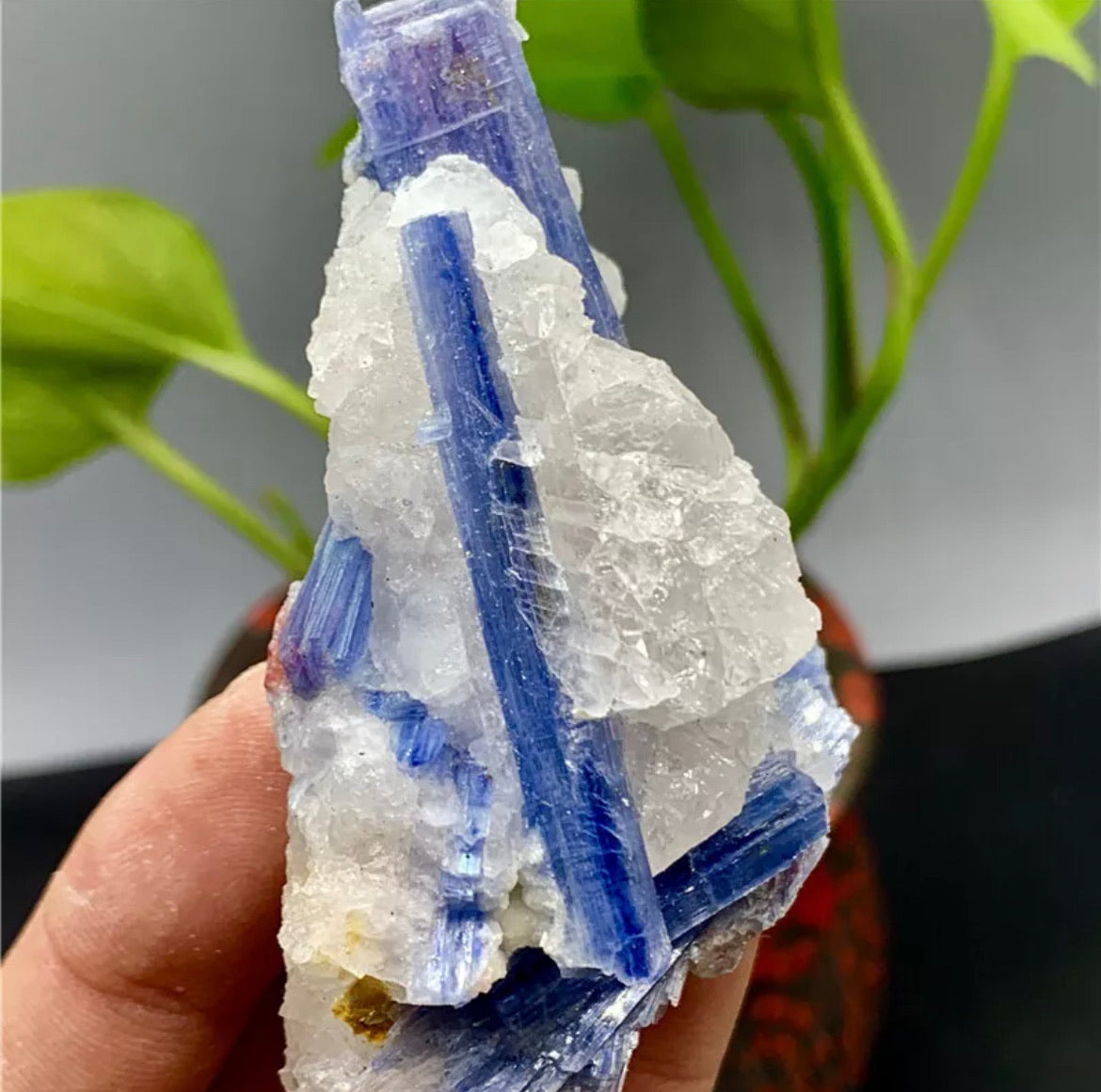 Rough Kyanite in Quartz Mineral Specimen